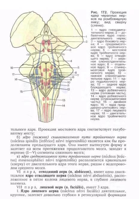 Ромбовидная ямка черепные нервы. Проекция черепных нервов на ромбовидную ямку. Проекция ядер черепных нервов на ромбовидную ямку схема. Ромбовидная ямка проекция ядер черепных нервов на ромбовидную ямку.