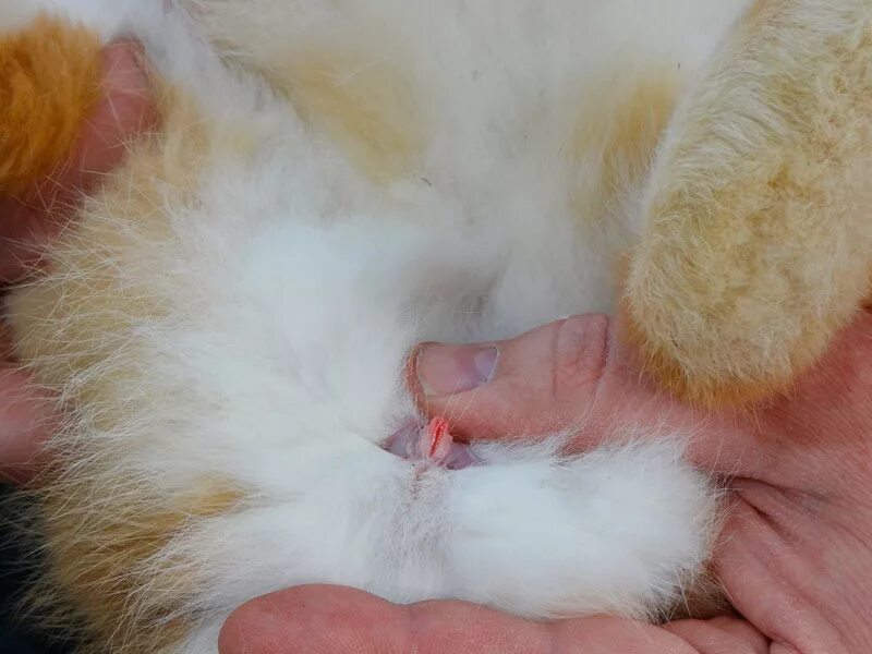 как определить пол джунгариков. как определить пол котенка фото. заячьи яйца. полу заяц полу кот. как определить пол котенка в 1 месяц фото.