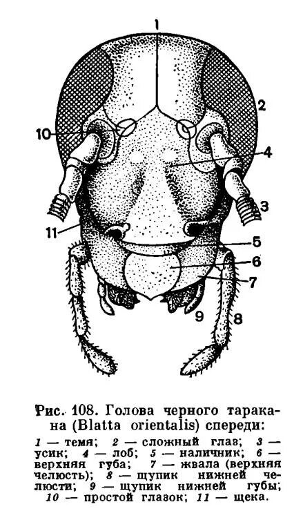 Строение ротового аппарата таракана. Строение ротового аппарата клопа. Строение ротового аппарата майского жука. Строение головы майского жука.