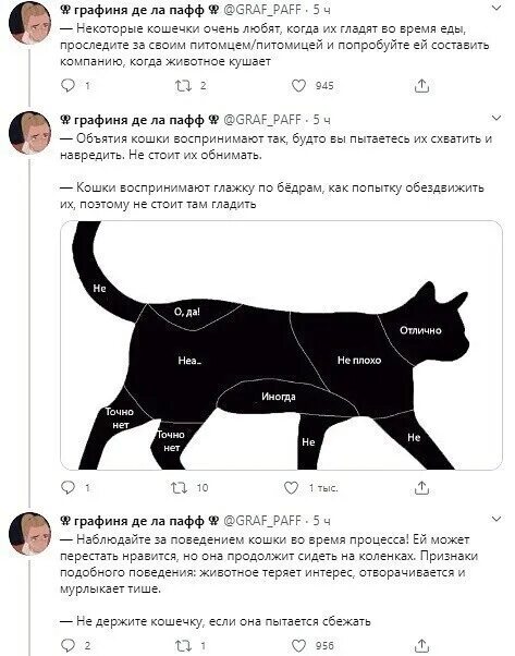 Как гладить кота. Как правильно гладить кошку. где можно гладить котов. где правильно гладить кота. места где гладить кота.