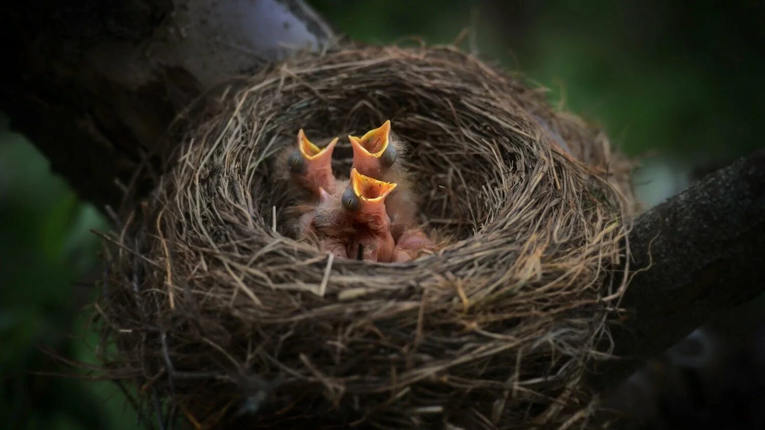 Гнезда птиц видео для детей. Гнездо горихвостки. Гнездо вьюрка. Птенцы в гнезде. Птица с птенцами в гнезде.