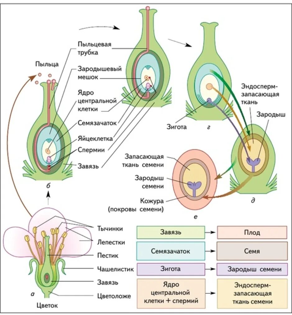 Завязь пестика зародышевый мешок. Схема двойного оплодотворения у покрытосеменных растений. Цикл развития покрытосеменных растений двойное оплодотворение. Схема развития семязачатка покрытосеменных. Характеристики оплодотворение после опыления установите соответствие