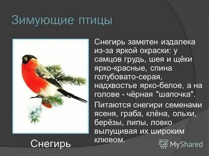Снегирь значение
