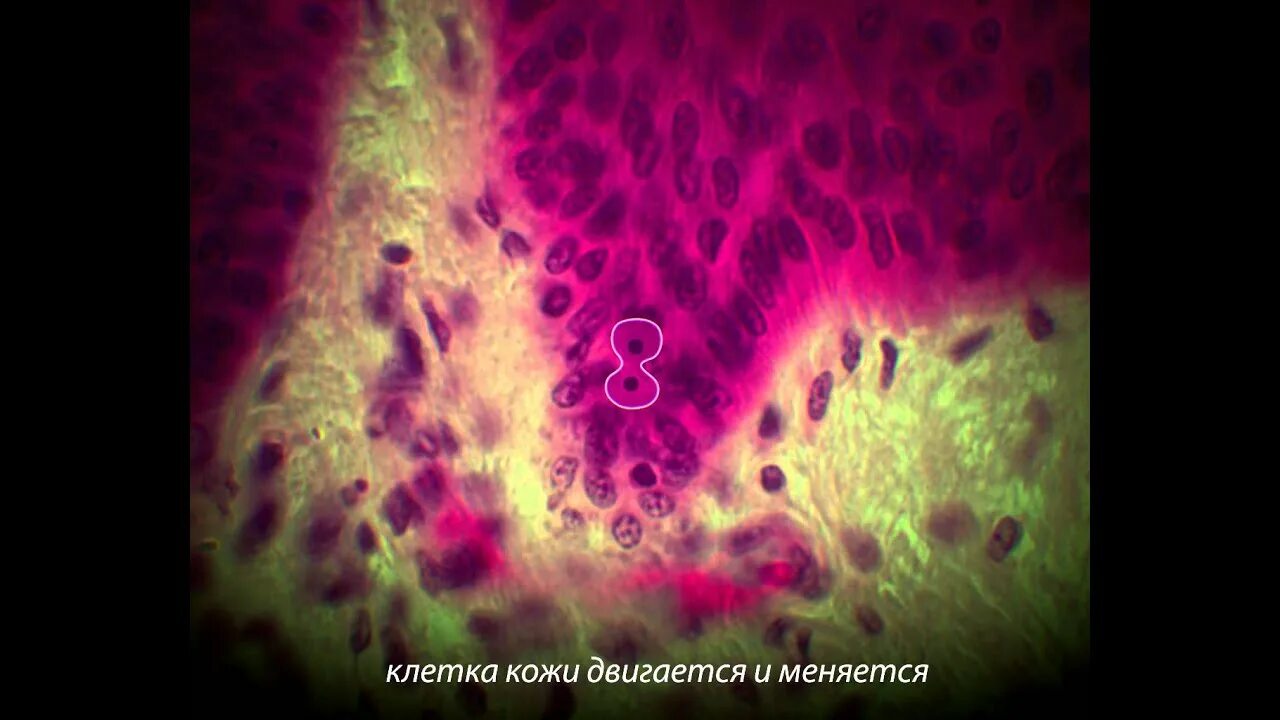 Микромир зона. Клетка в жизни человека. Клетки человека видео. Клетки человека видео. Живая клетка.