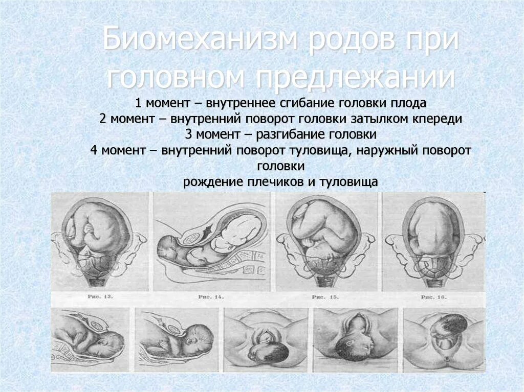 Головное предлежание 2. Биомеханизм родов внутренний поворот головки. Позиция плода при головном предлежании. Положение плода продольное головное 2 позиция. Положение плода продольное головное 1 позиция задний вид.