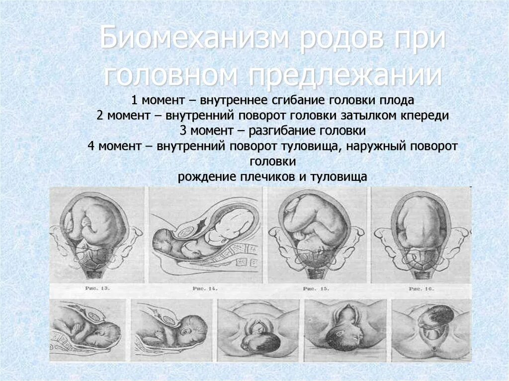 Самопроизвольное предлежание. Биомеханизм родов внутренний поворот головки. Позиция плода при головном предлежании. Положение плода продольное головное 2 позиция. Положение плода продольное головное 1 позиция задний вид.