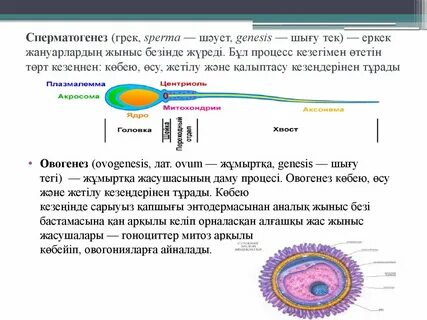 Еркек пен әйелдің шәует алмасуы порно