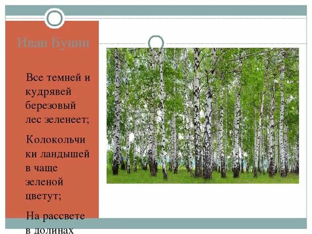 Бунин всё темней и кудрявей берёзовый лес зеленеет. Бунин березовый лес. Все темней и кудрявей березовый лес. Бунин Березовая роща. Стихотворение бунина береза