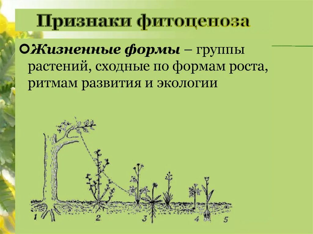 Признаки фитоценоза. Жизненные формы растений в фитоценозе. Геоботаника (фитоценология). Классификация растительных сообществ. Что называют растительным сообществом биология