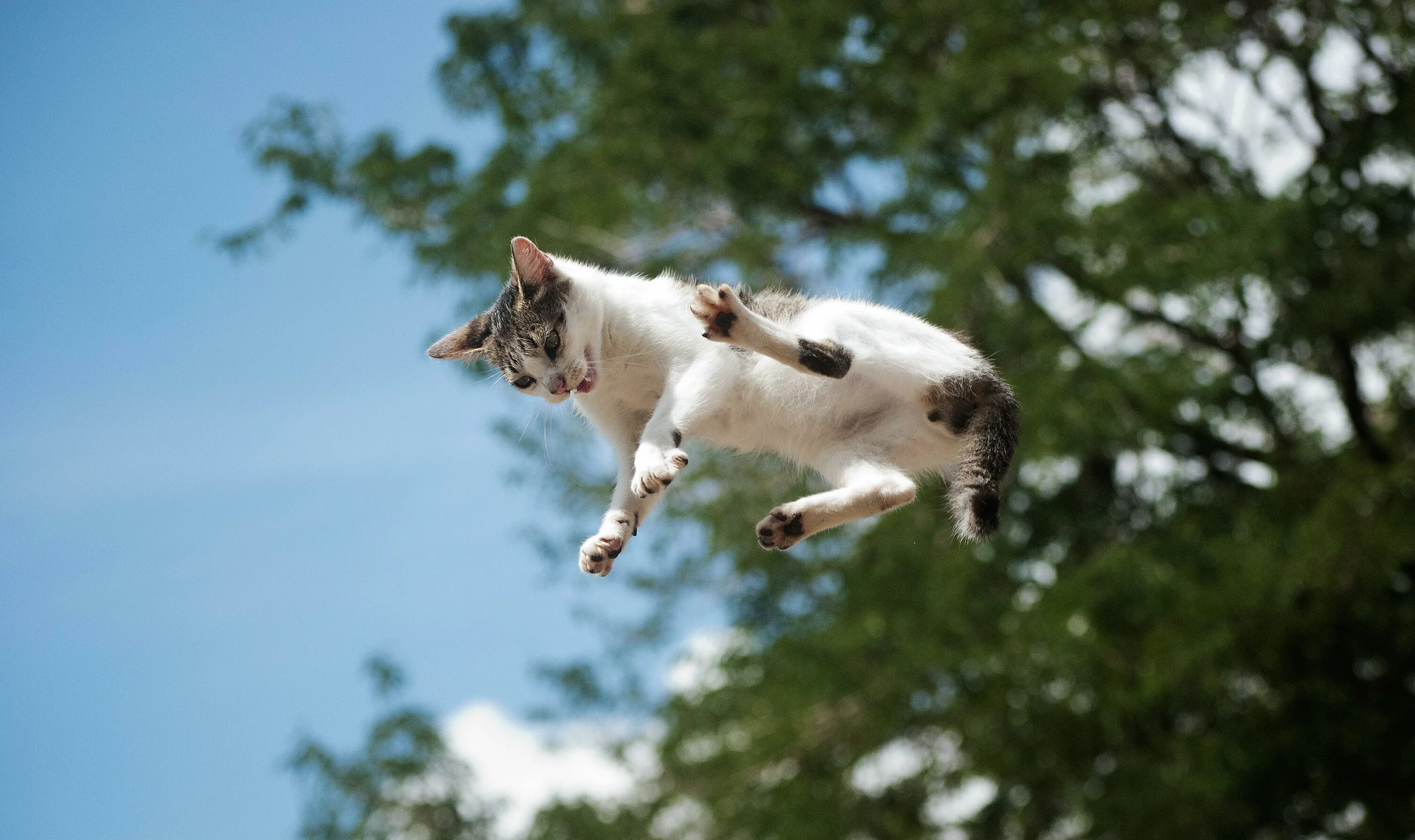 Кошка в прыжке. Летающий кот. Кошка падает. Кошка прыгает. Кот в воздухе.