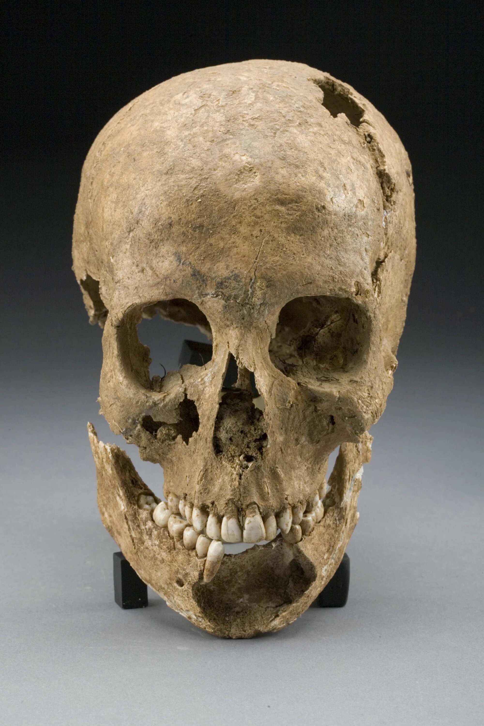 Old skull. Old skull