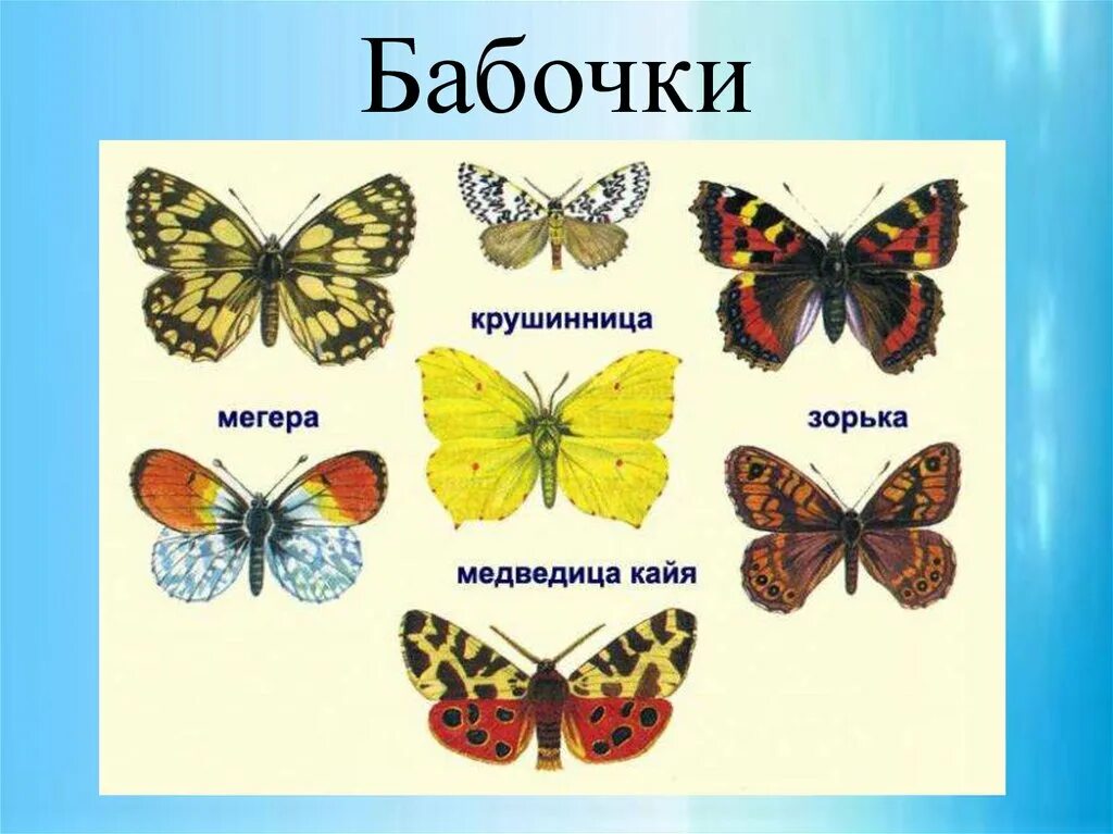 Бабочки картинки окружающий мир. Название бабочек. Виды бабочек с названиями. Названия бабочек с картинками. Бабочки разных цветов.