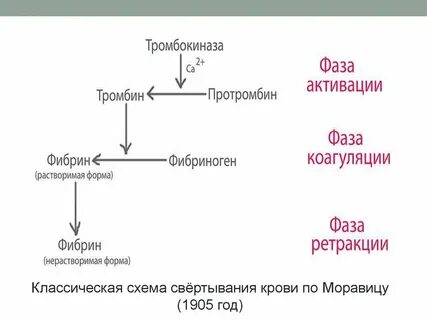 Что такое протромбин