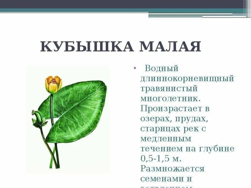 Растения башкирии которые нуждаются в охране. Кубышка малая красная книга башкортостана. растения занесенные в красную книгу башкортостана. растения красной книги кубышка малая.