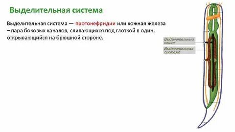 Выделительная система впервые появилась у
