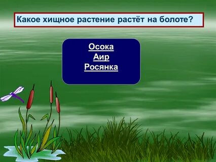 На болоте рос