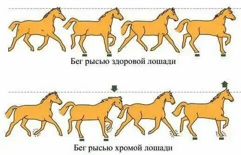Бежит рысью какое значение прямое или переносное. Хитрый человек прямое или переносное значение. Бежит рысью какое значение прямое или переносное. Бежать это многозначное слово. Рысь аллюр лошади.