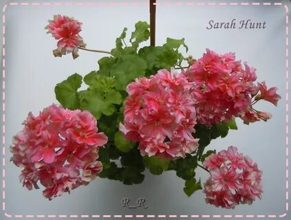 Sarah hunt