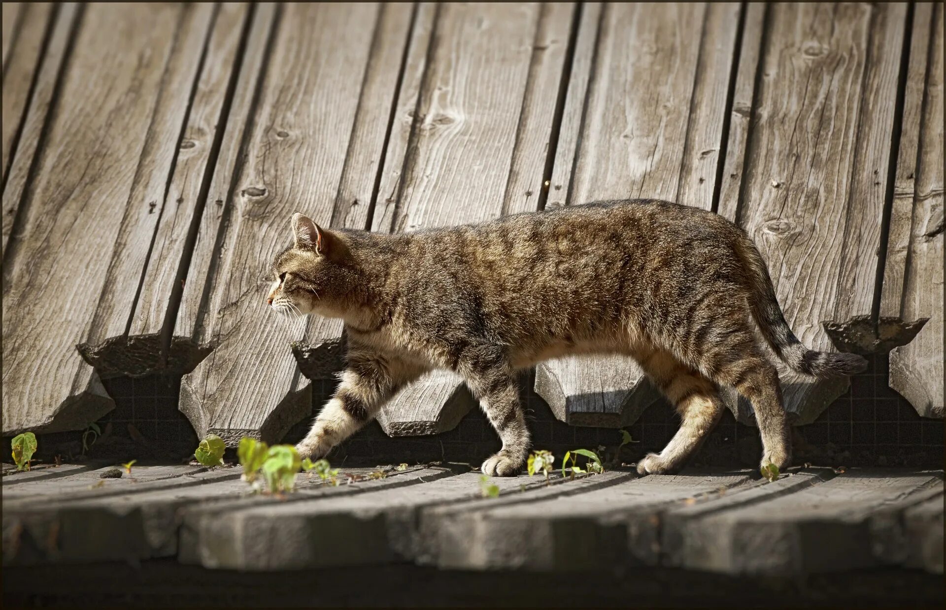 Кот гуляет. Кошка на прогулке. Кошечка гуляет. Кошка гуляется. Гуляющая кошка песня