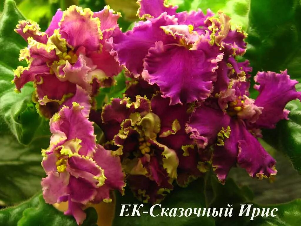 Ек сказочный ирис. Фиалка сказочный. Фиалка сорт сказочные георгины. Фиалка ват спектропирит. Фиалка сказочный.