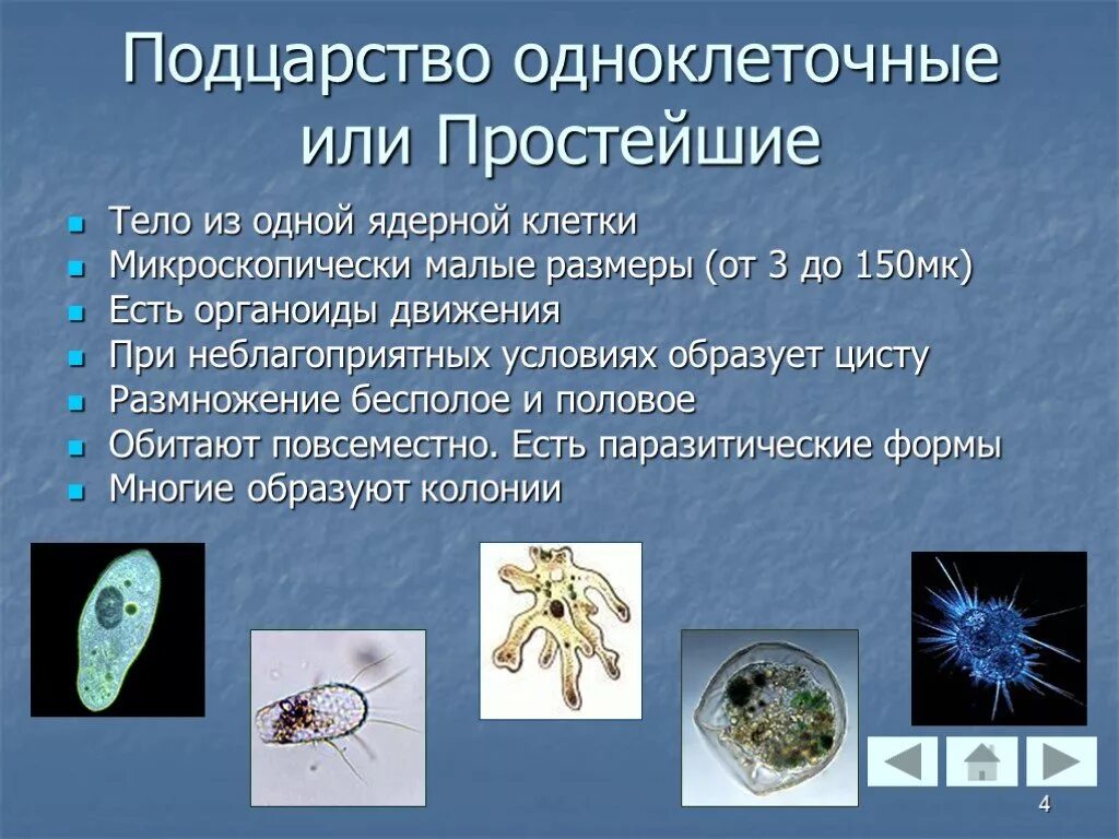 Простейшие Подцарство животных. Одноклеточные животные. Подцарство одноклеточные. Подцарство одноклеточных животных. Простейшие примеры биология