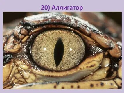 Чьи глаза