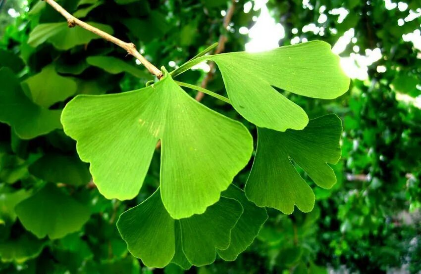 Когда собирают листья гинкго. Гинкго билоба. ginkgo biloba (гинкго). гинкго двулопастное дерево. гинкго билоба растение.