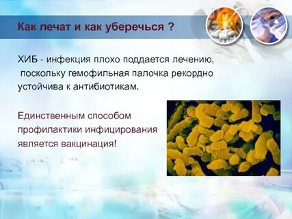 Гемофильная инфекция что это