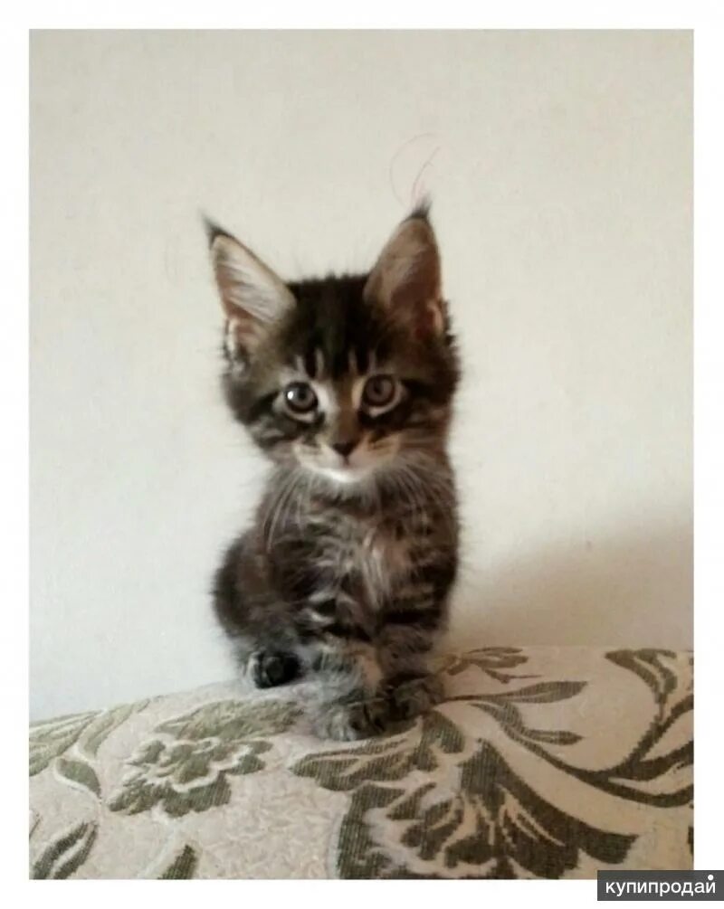 Мейн кун котенок девочка фото Мейн кун котенок девочки: найдено 86 изображений
