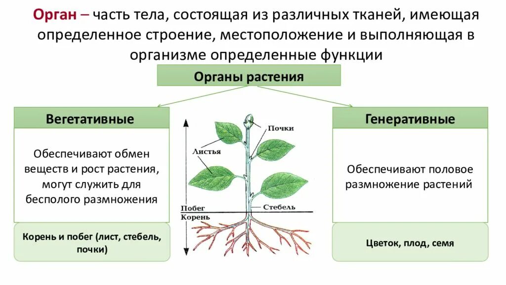 Лист вегетативный орган. Вегетативные органы растений стебель. Вегетативные и генеративные органы растений. Генеративные органы растений. Назовите вегетативные органы