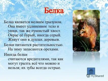 Белка короткий рассказ