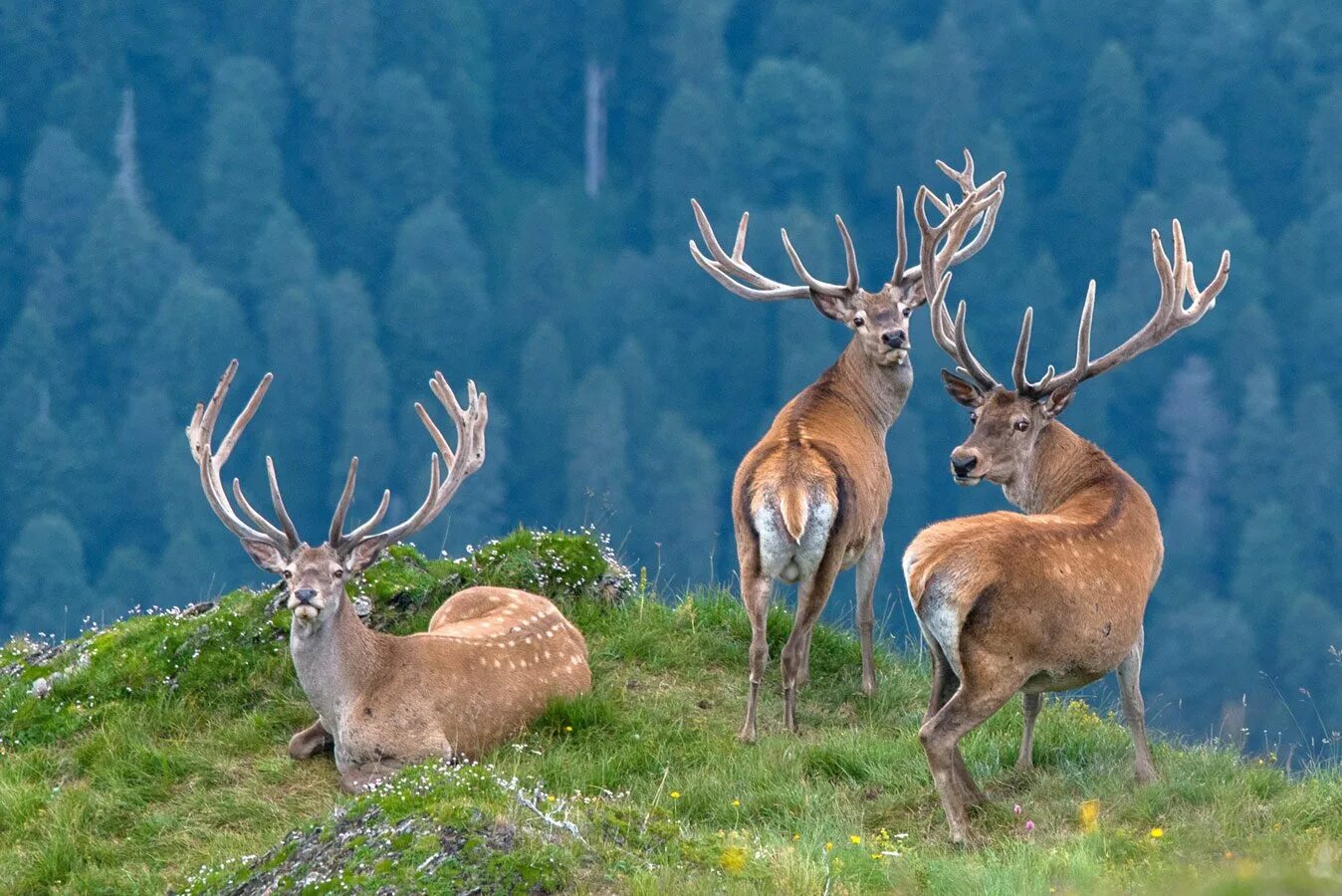 Тебердинский заповедник серна. Йеллоустонский парк северная америка. Парк денали аляска осень. Кроноцкий государственный биосферный природный заповедник камчатка. Зубр европейский приокско-террасный.