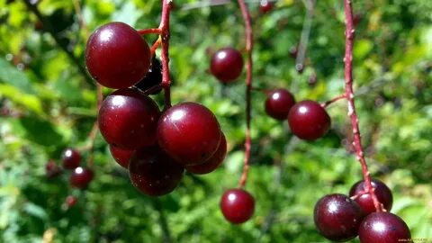 Wild cherry dumonten