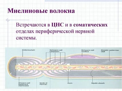 Узел нервного волокна