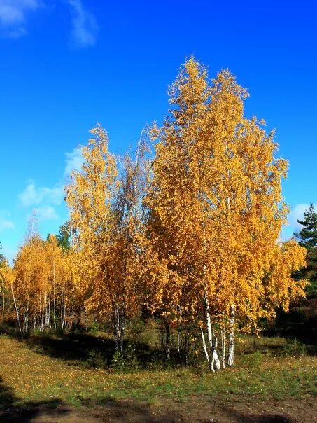Turgenev Ivan Sergeevich Autumn day in the birch grove I was sitting in a birch