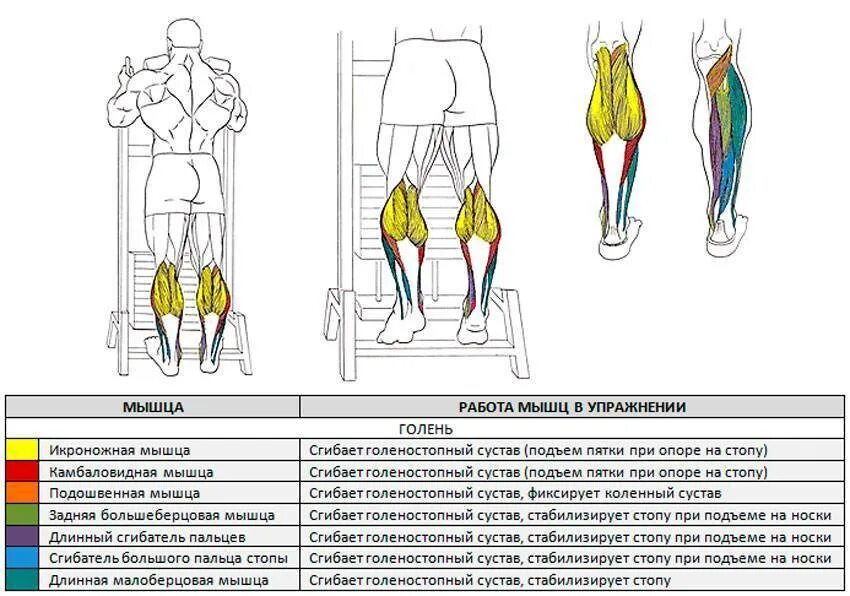 Как накачать голень. Упражнения на камбаловидные мышцы для мужчин. Икроножные мышцы подъем на носки стоя. Камбаловидная и икроножная мышца упражнения. Упражнение для икроножных мышц подъем на носки.