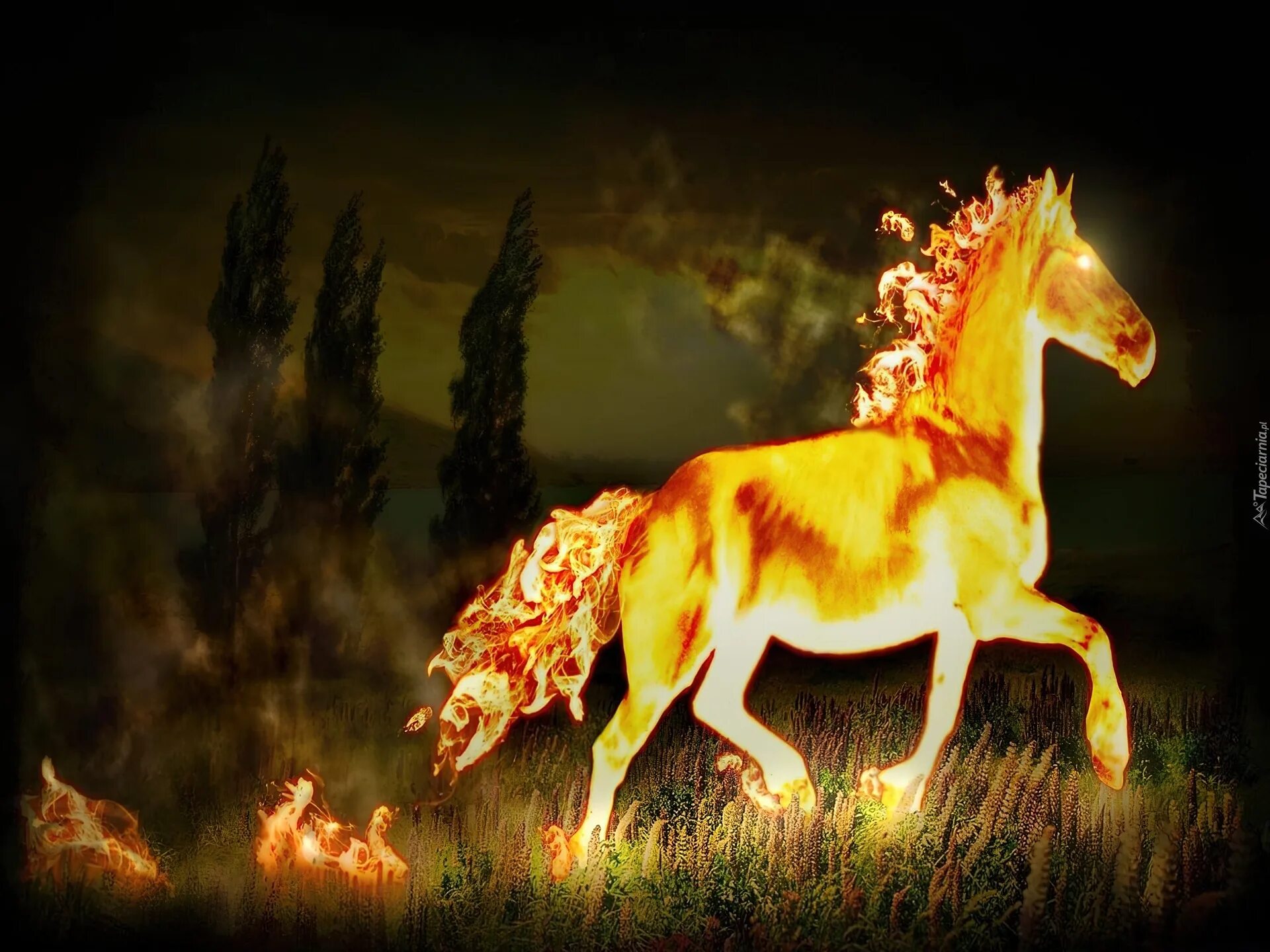Файер хорс. Огненный конь. Знак огненной лошади. Огненная лошадь. Огненная лошадь.