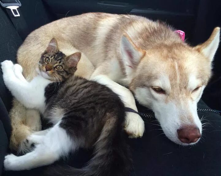 Котенка лайка малыш