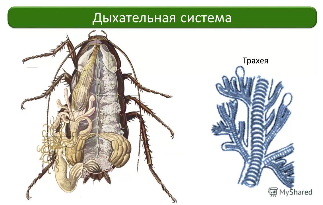 Трахейная дыхательная система насекомых. Строение дыхательной системы насекомых. Трахейное дыхание у насекомых. Дыхательная система членистоногих насекомых. Речной рак дышит трахеями