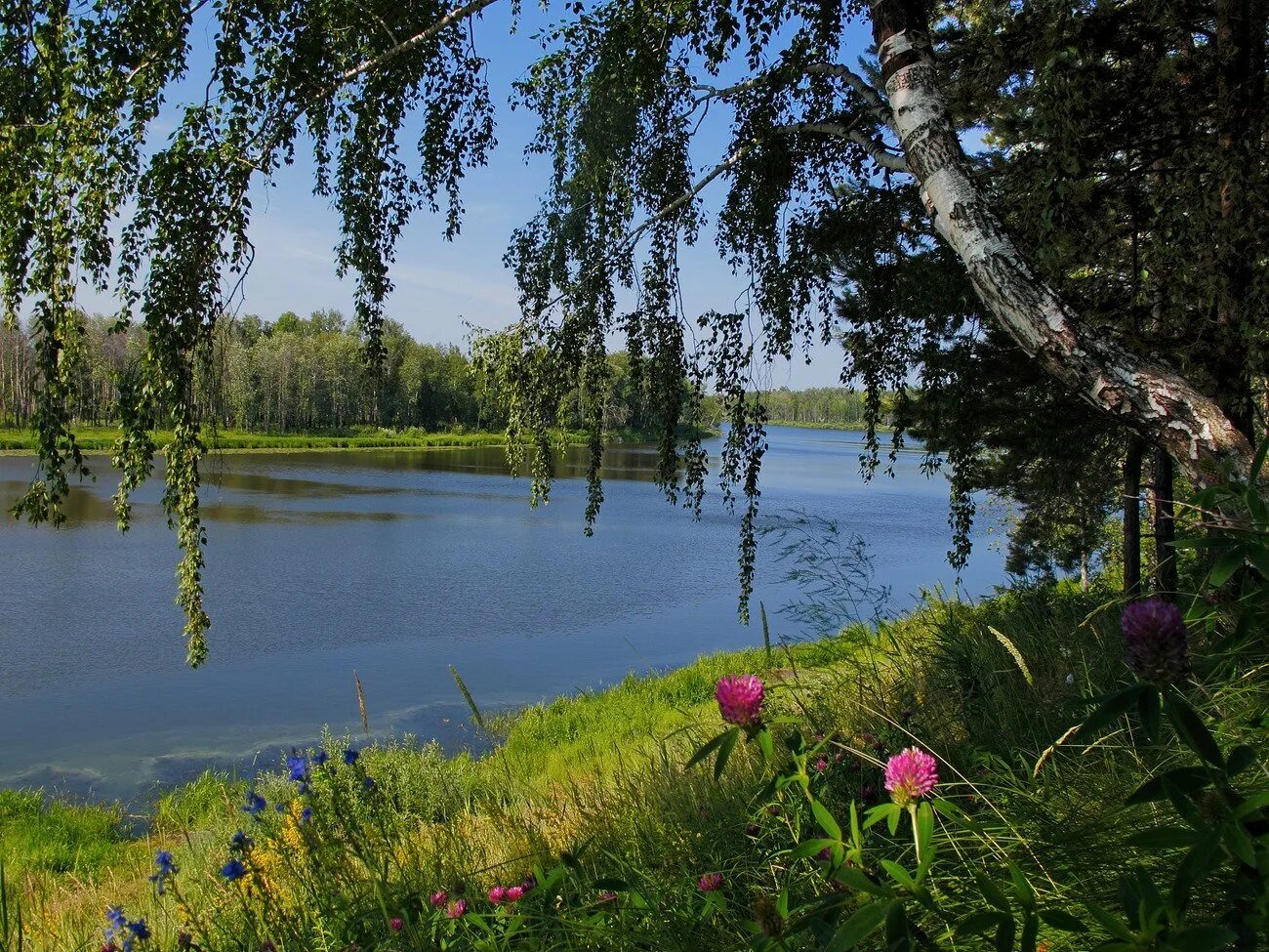 Лето река фото. Березовая роща Селигер. Озеро Березка Нижегородская. Березовая роща Тутаев. Волга река Березка.