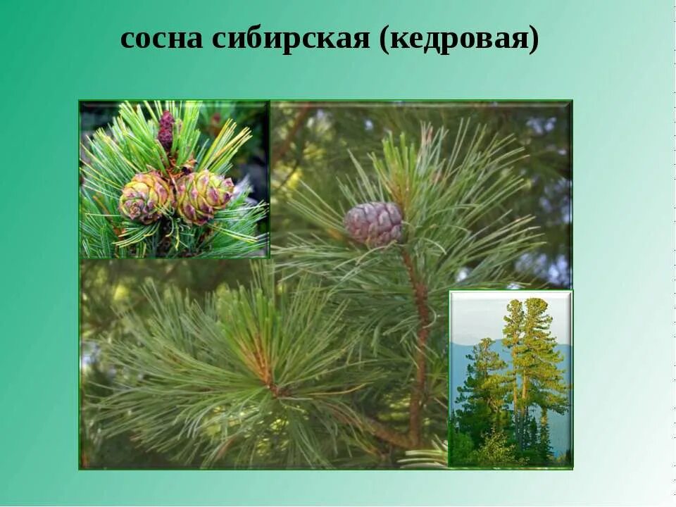 Сосна 4 класс. Сосна 4 класс. Сосна 4 класс. Кедр описание. Сосна 4k качество.