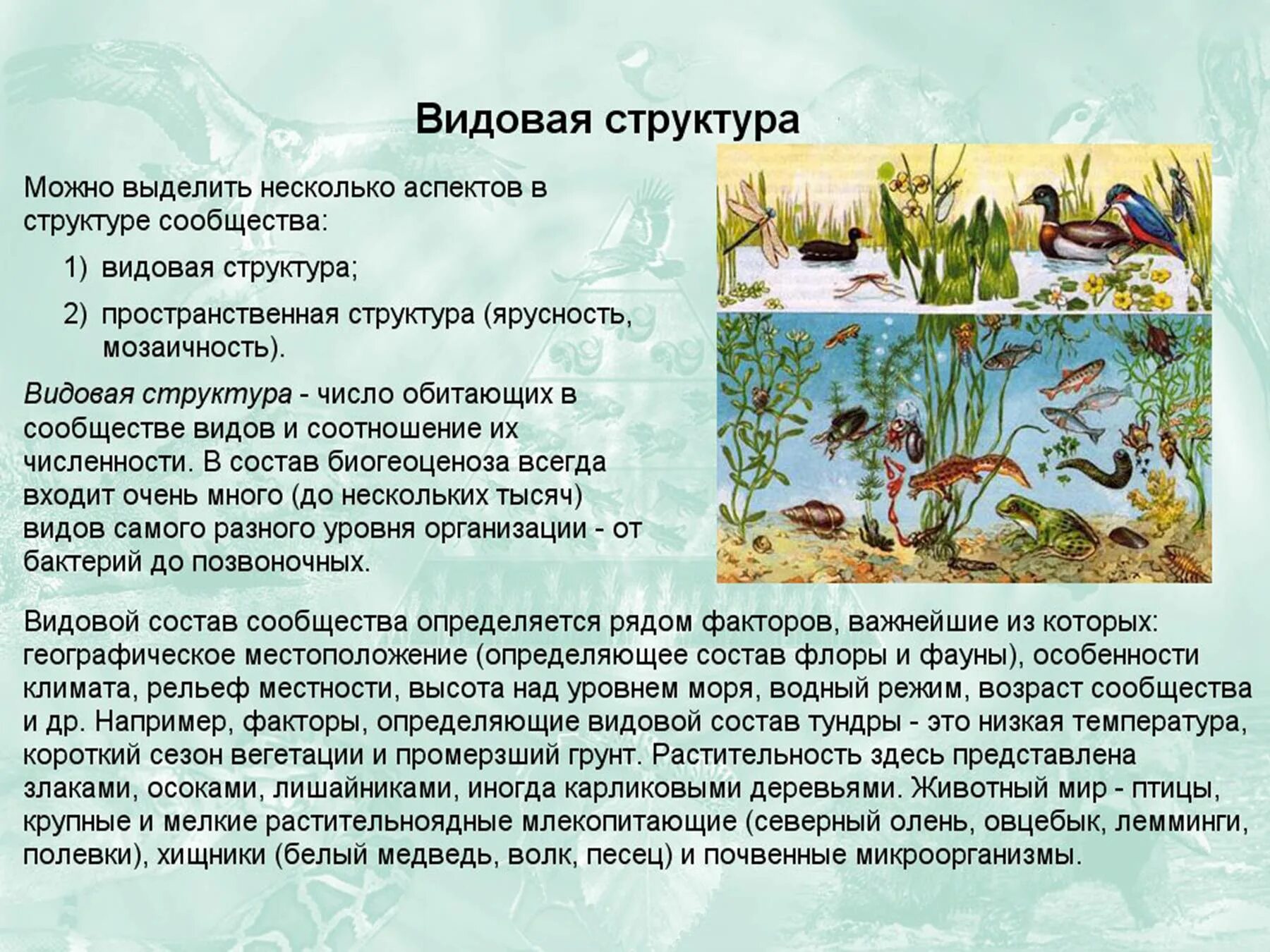 Экосистема видовой состав. Экосистема структура экосистемы. видовая структура экосистем. видовая и пространственная структура биоценоза. биогеоценоз это.