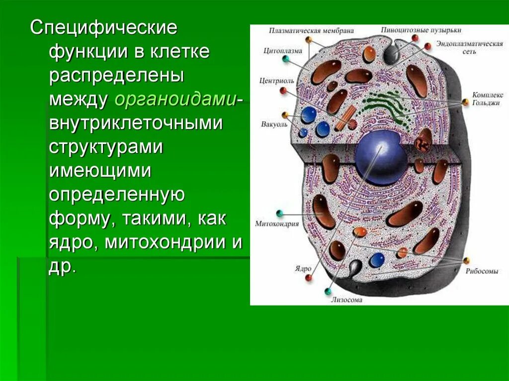 Какие есть функции клетки. Функции клеточных органоидов рисунок. Строение клетки: ядро, цитоплазма, мембрана, органоиды, их функции.. Строение живой клетки с органеллами. Строение клетки и функции ее органоидов.