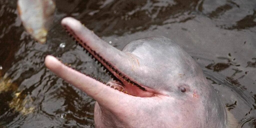 Амазонский дельфин. Речные дельфины амазонки. Амазонский речной дельфин. Амазонский речной дельфин (inia geoffrensis). Розовый амазонский дельфин.