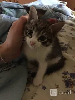 Котята в липецке