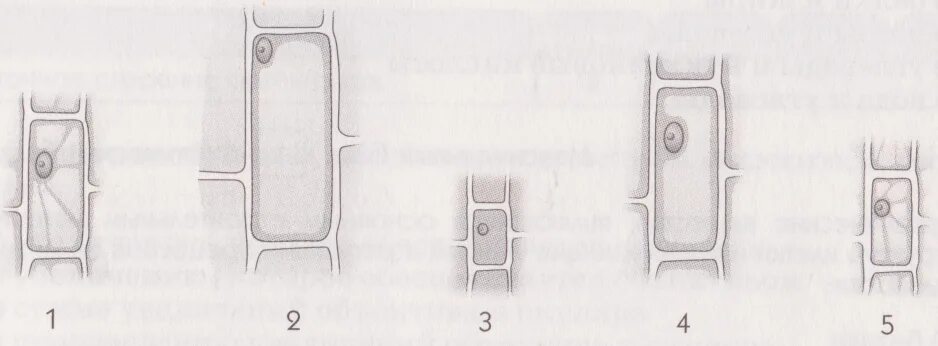 Рост клетки. Рост клетки растений. Правильная последовательность роста и развития клетки. Последовательность роста и развития растительной клетки.