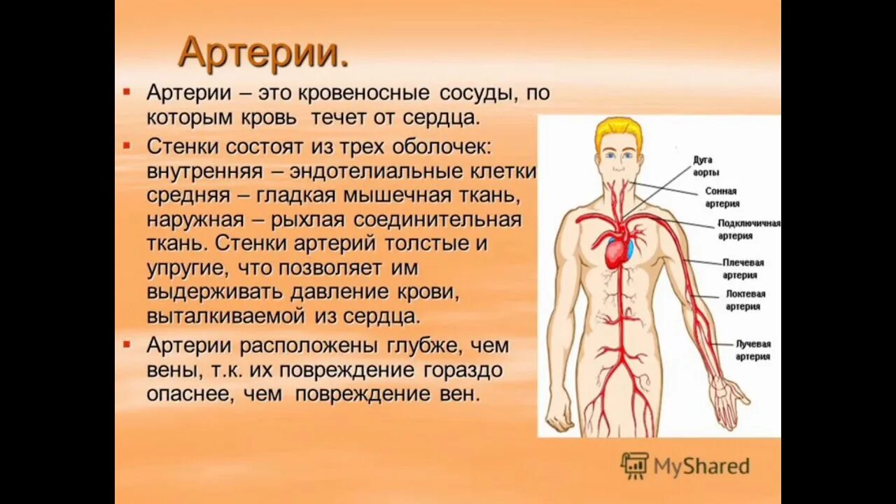 Как проверить все сосуды в организме. Артерия. артерии это кратко. артериальные сосуды человека. характеристики артерий человека.