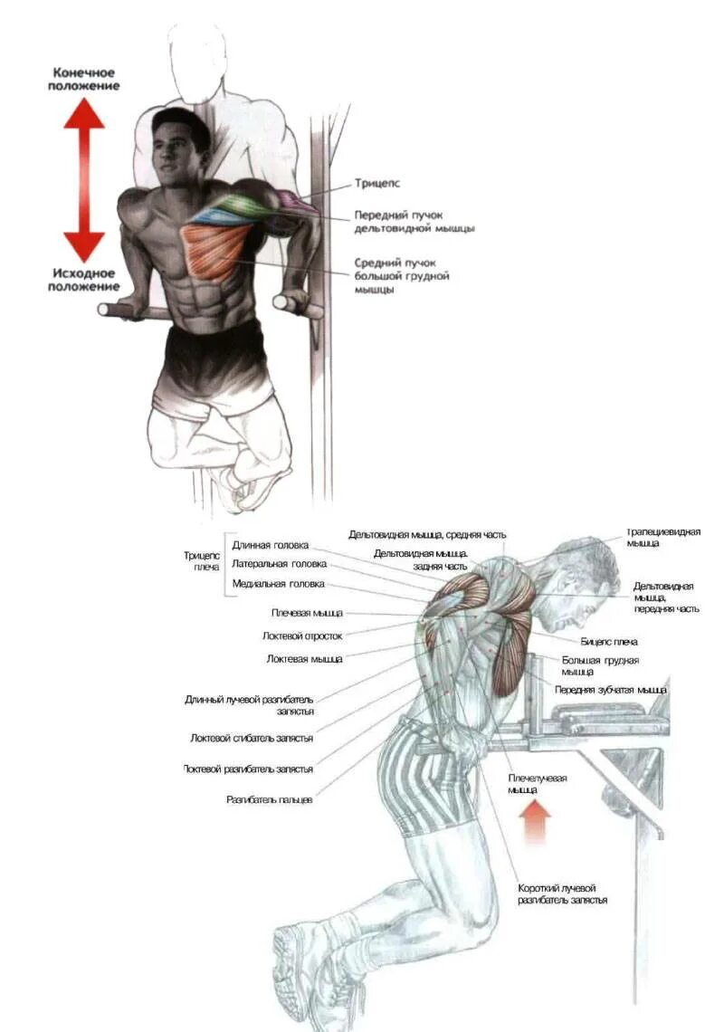 Какие мышцы качаются при отжимании на брусьях. Какие мышцы работают на брусьях. Какие мышцы задействованы при отжимании на брусьях. Какие группы мышц задействованы при отжимании на брусьях. Какие мышцы задействованы при работе на брусьях.