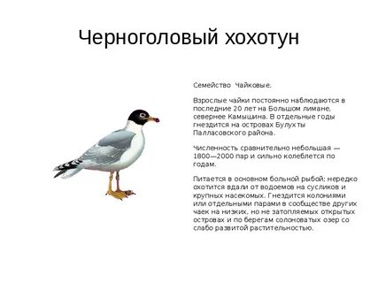 Волгоградская красная книга животные