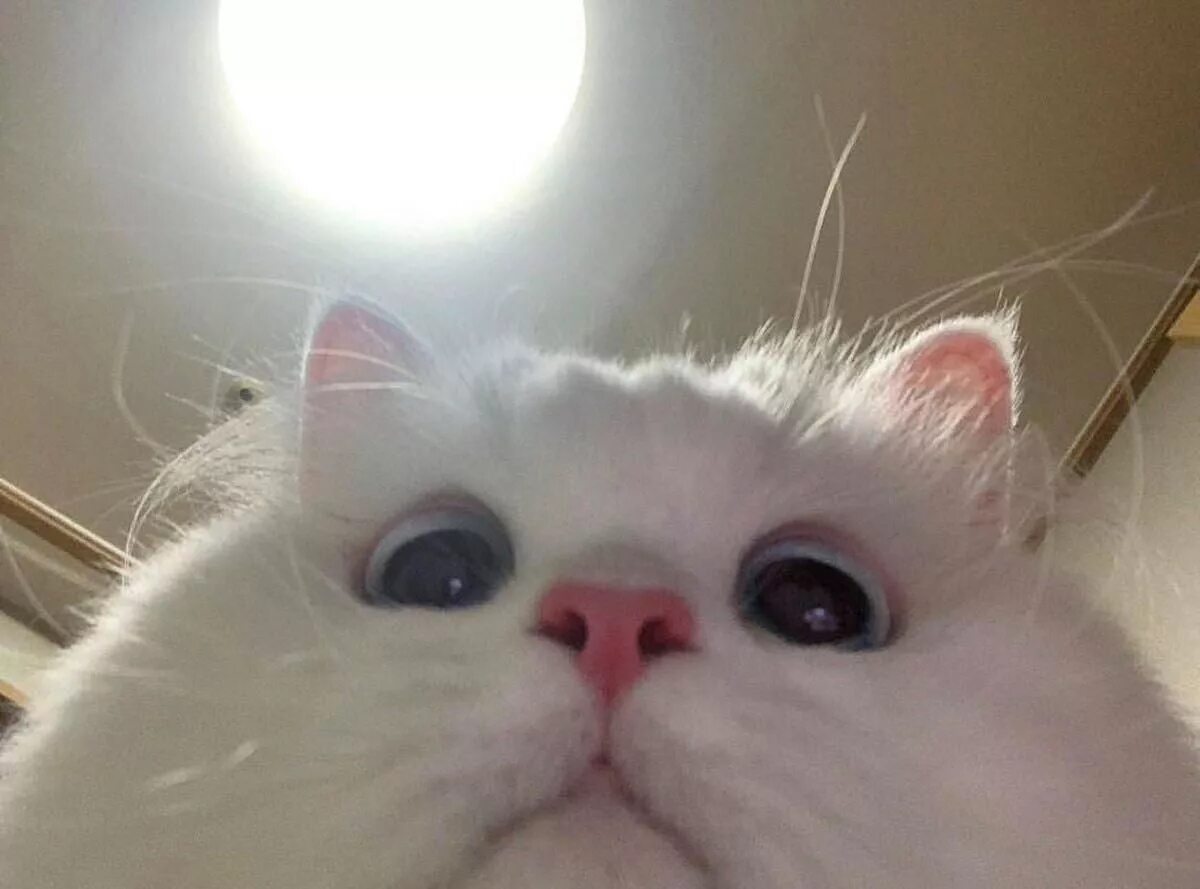 I m a cat
